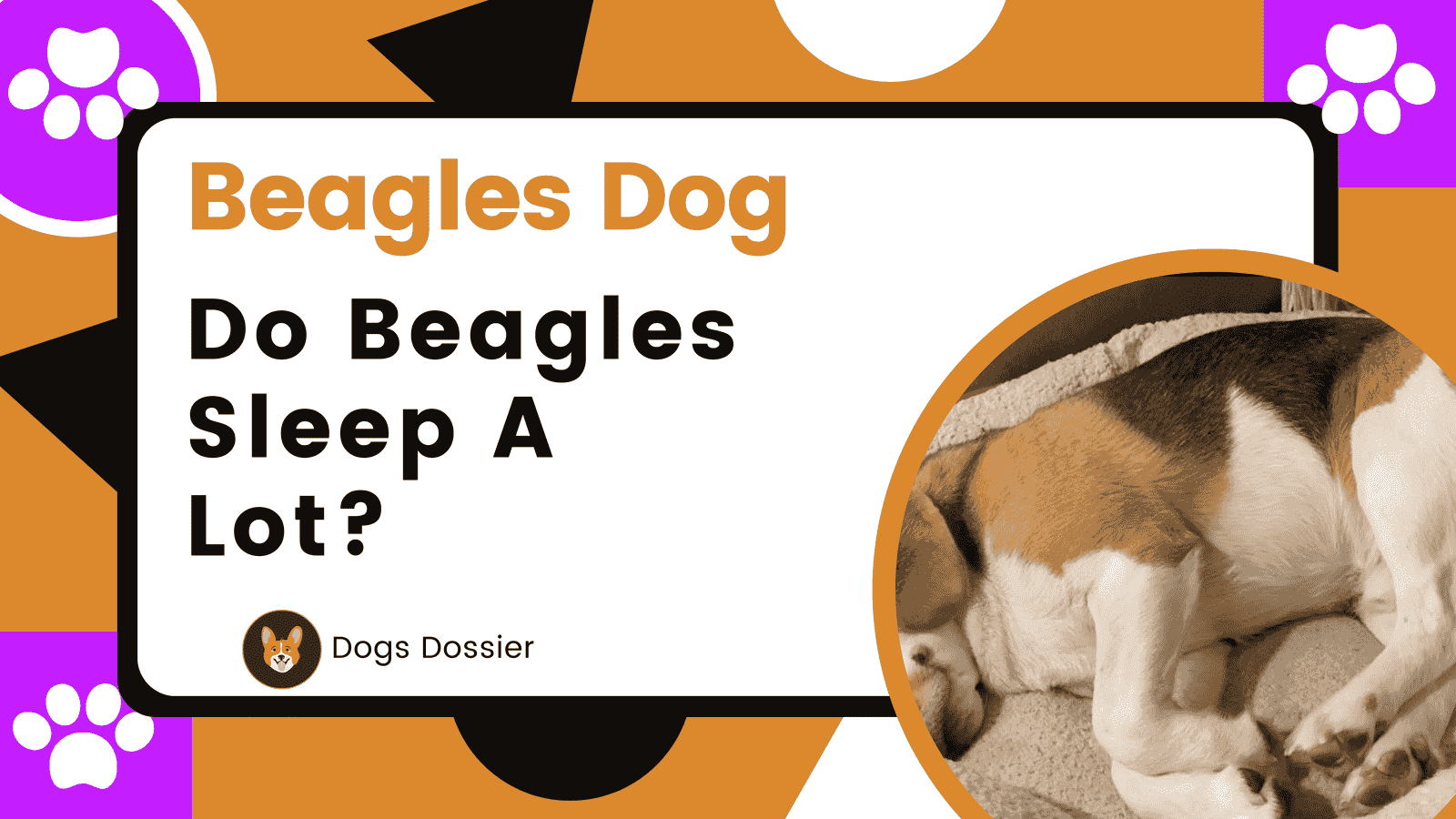 Do Beagles Sleep a Lot? Unravelling the Mystery
