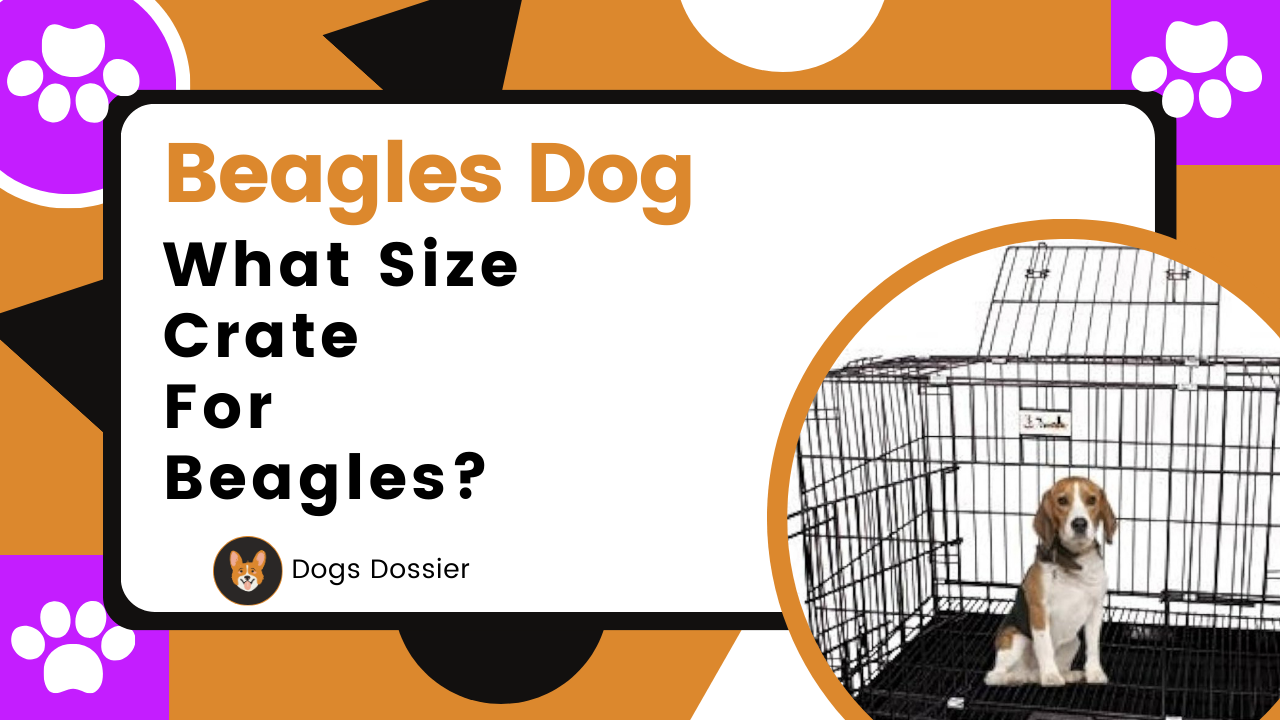What Size Crate for a Beagle? Complete Guide