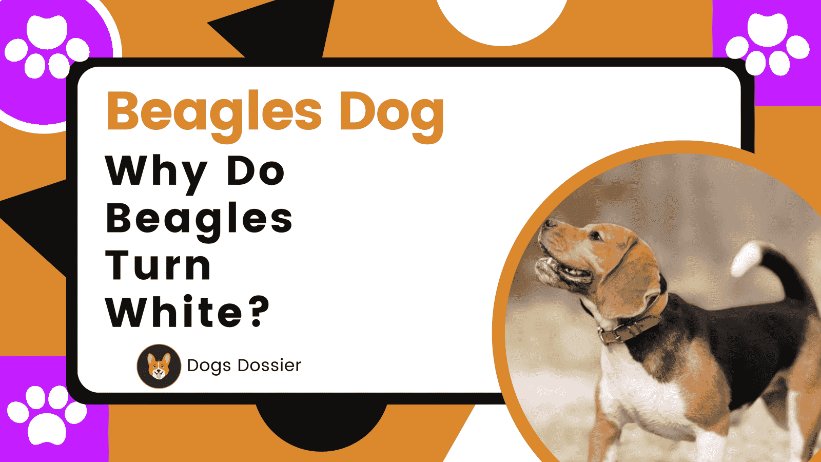 Why Do Beagles Turn White?
