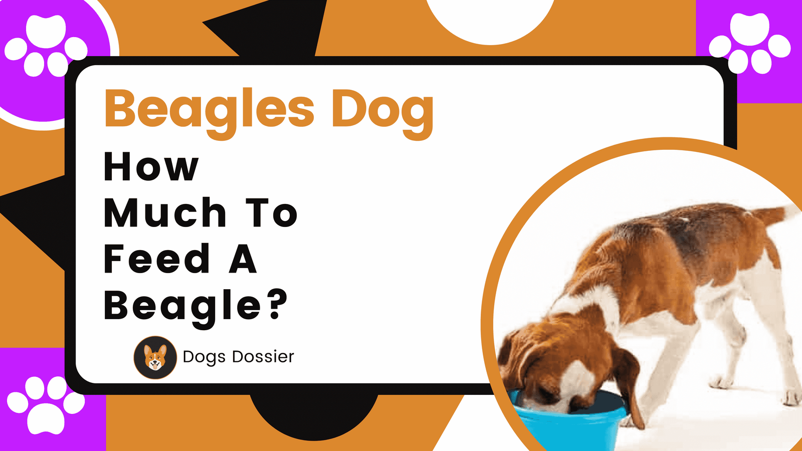 How Much to Feed a Beagle? Comprehensive Guide