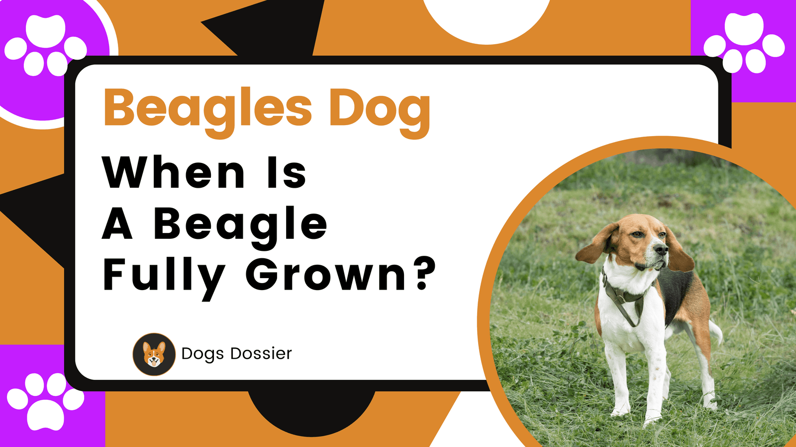 When Is a Beagle Fully Grown?Unlocking the Mystery