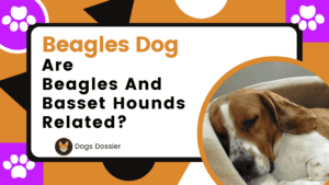 Are Beagles and Basset Hounds Related? Complete Guide