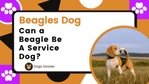 Can a Beagle Be a Service Dog?