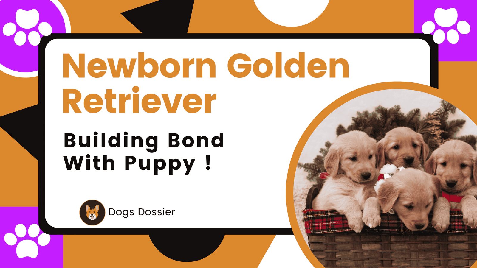 Newborn Golden Retriever Puppy