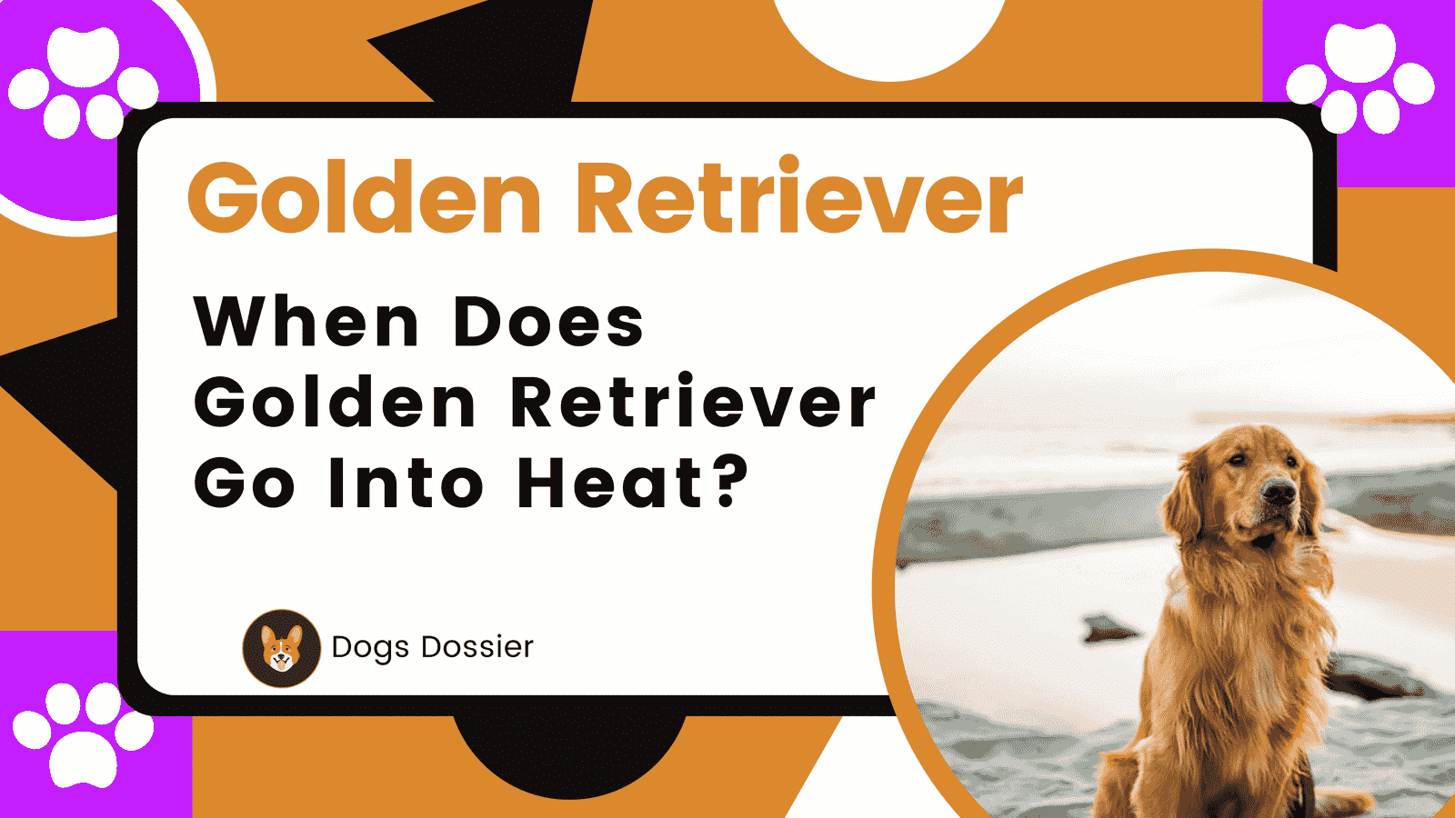 When Does Golden Retriever Go Into Heat? Complete Guide