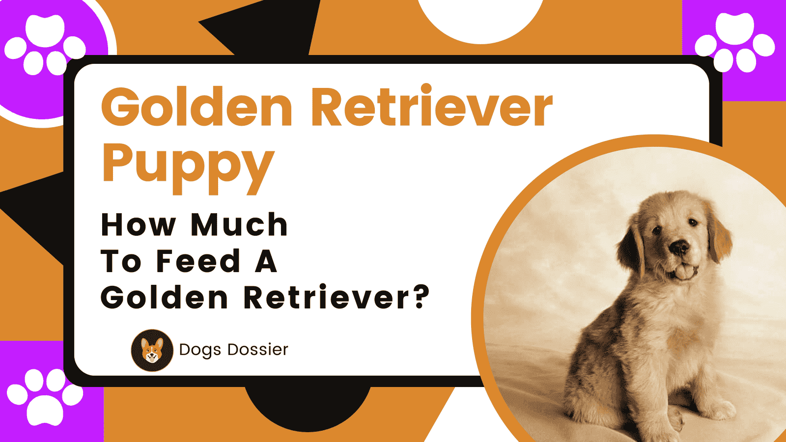 How Much To Feed a Golden Retriever Puppy?