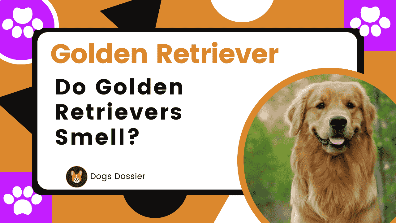 Do Golden Retrievers Smell?