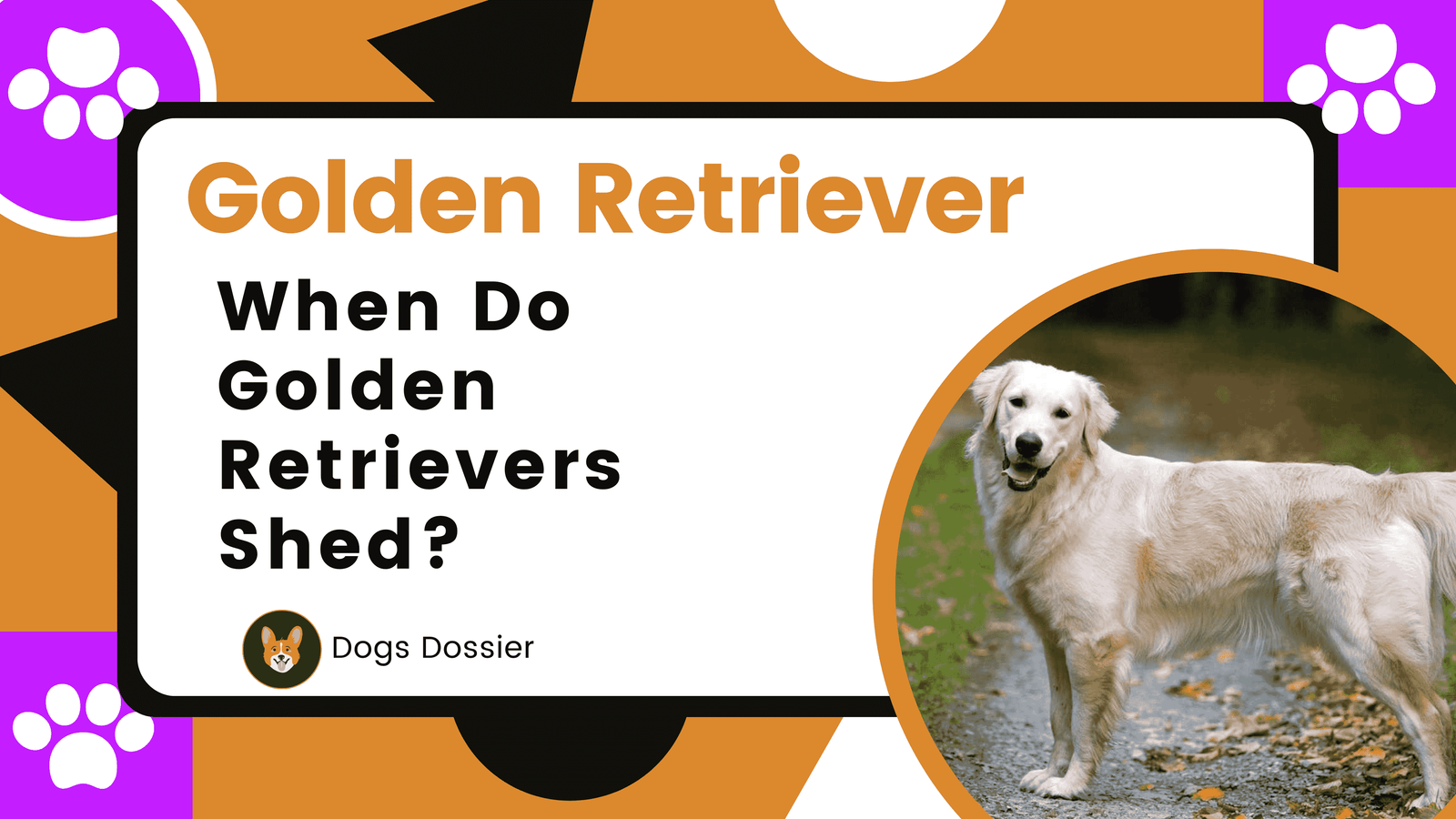 Unlocking the Mystery: When Do Golden Retrievers Shed?