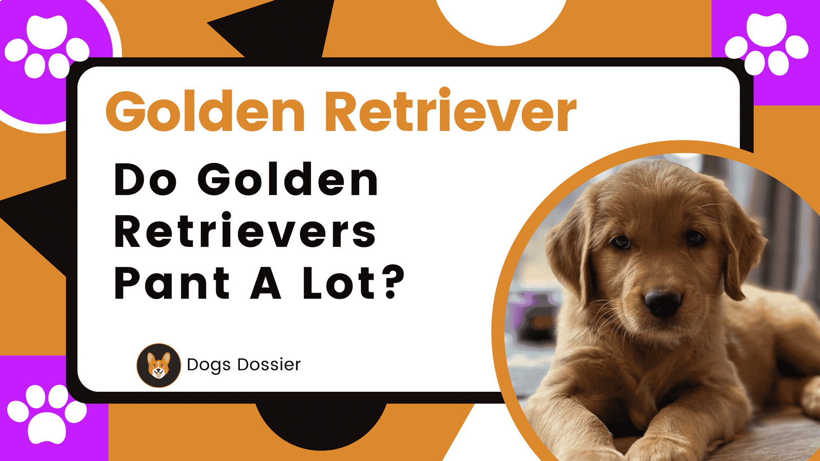Do Golden Retrievers Pant a Lot ?