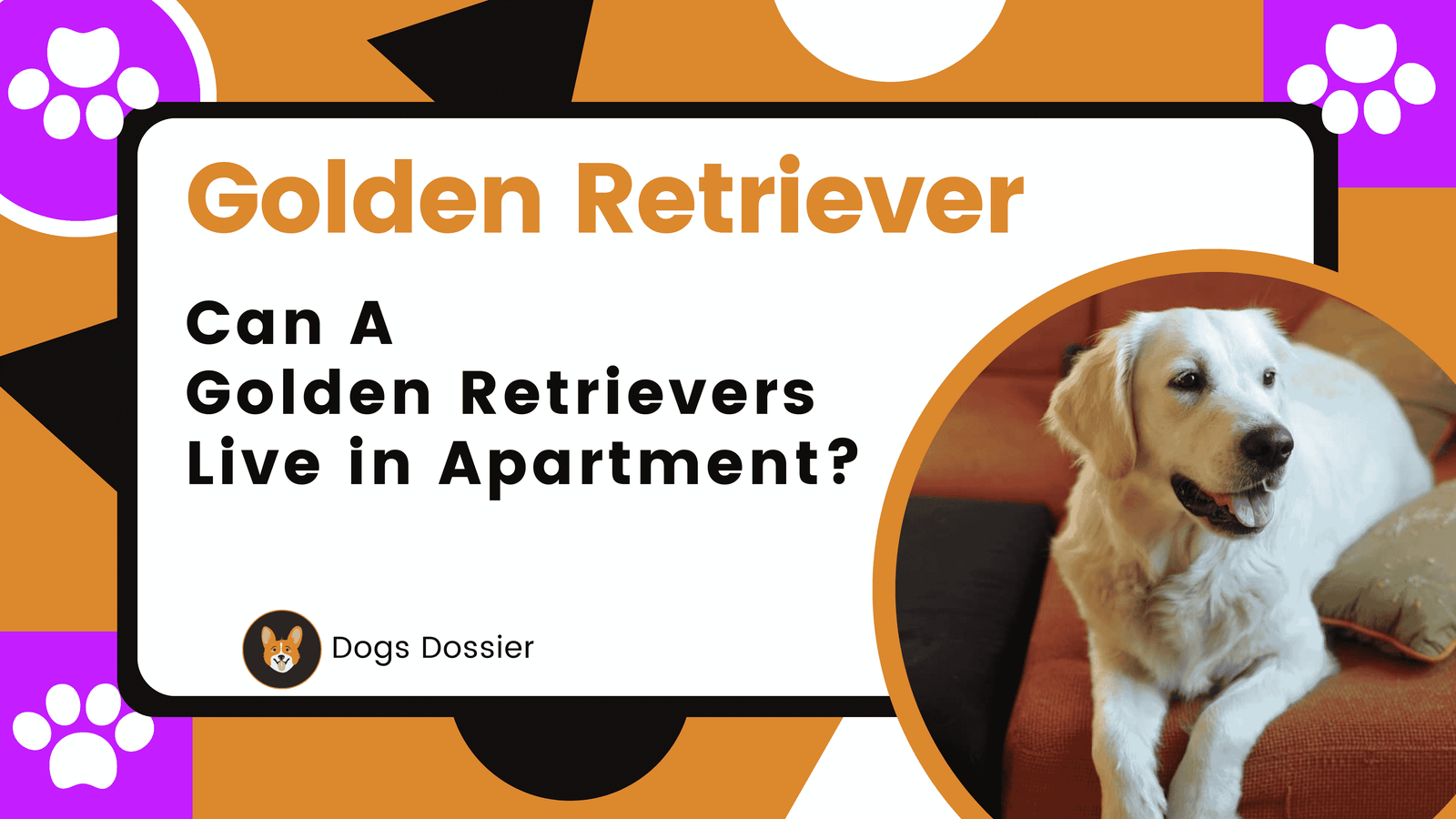 Can a Golden Retriever Live in an Apartment?