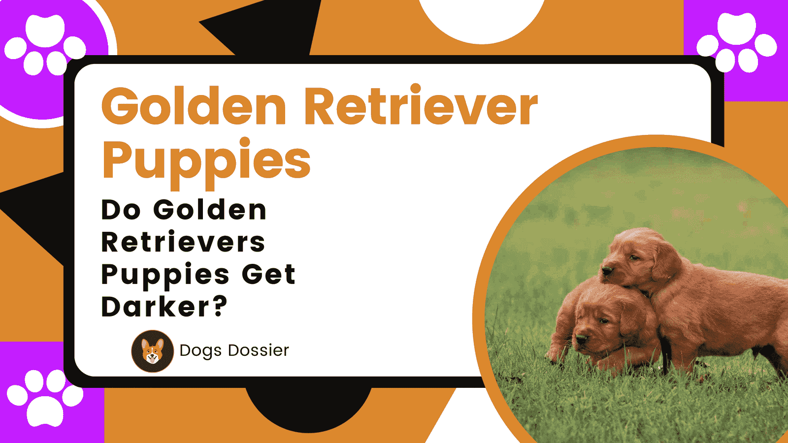 Do Golden Retriever Puppies Get Darker? Unveiling the Mystery
