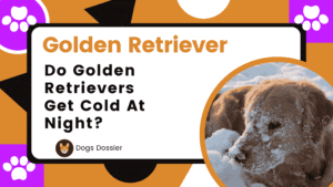 Do Golden Retrievers Get Cold at Night? Complete Guide