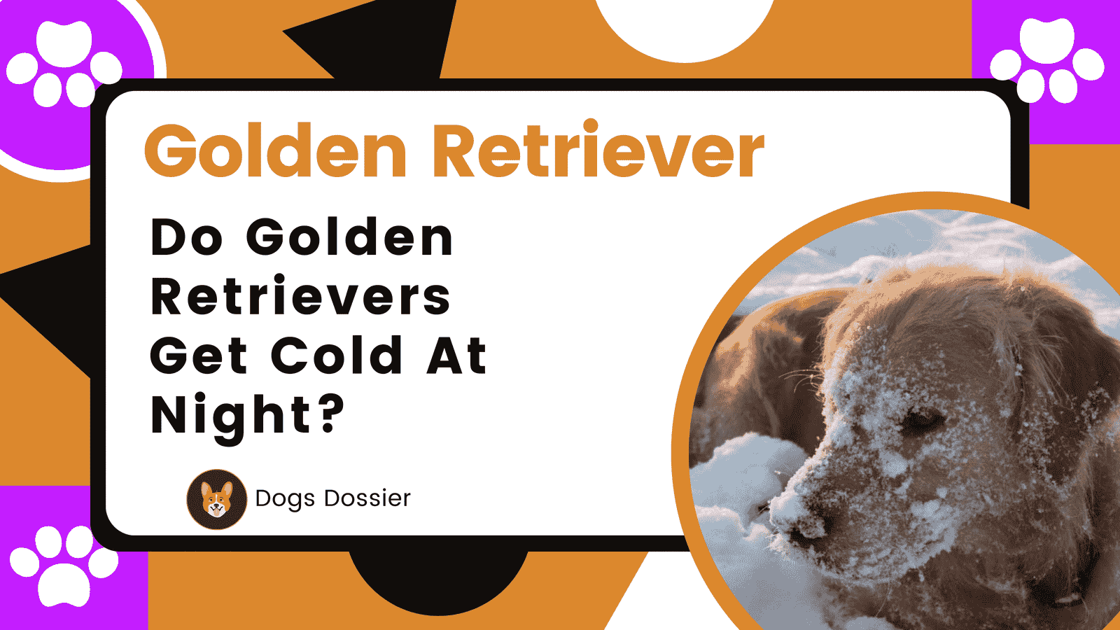 Do Golden Retrievers Get Cold at Night? Complete Guide