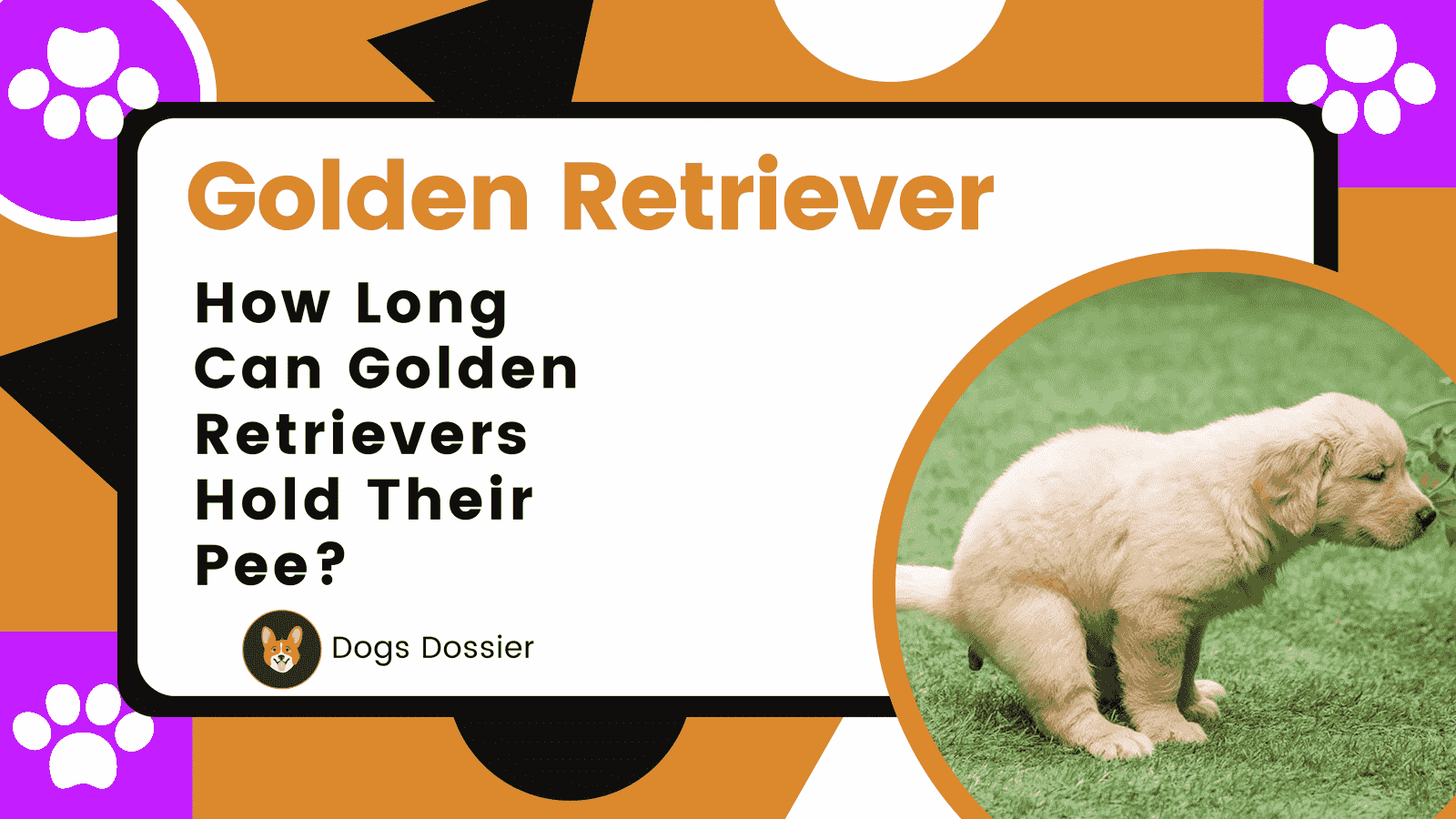 How long can Golden Retrievers hold their pee?