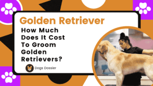 How Much Does it Cost To Groom a Golden Retriever?