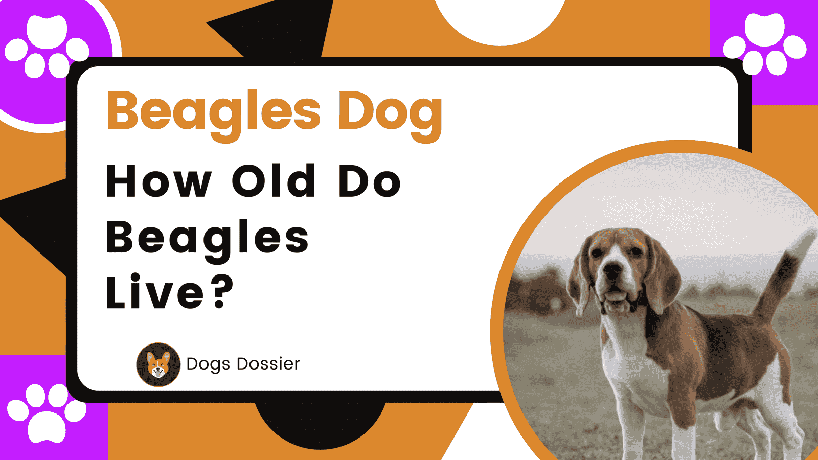 How Old Do Beagles Live? Complete Guide