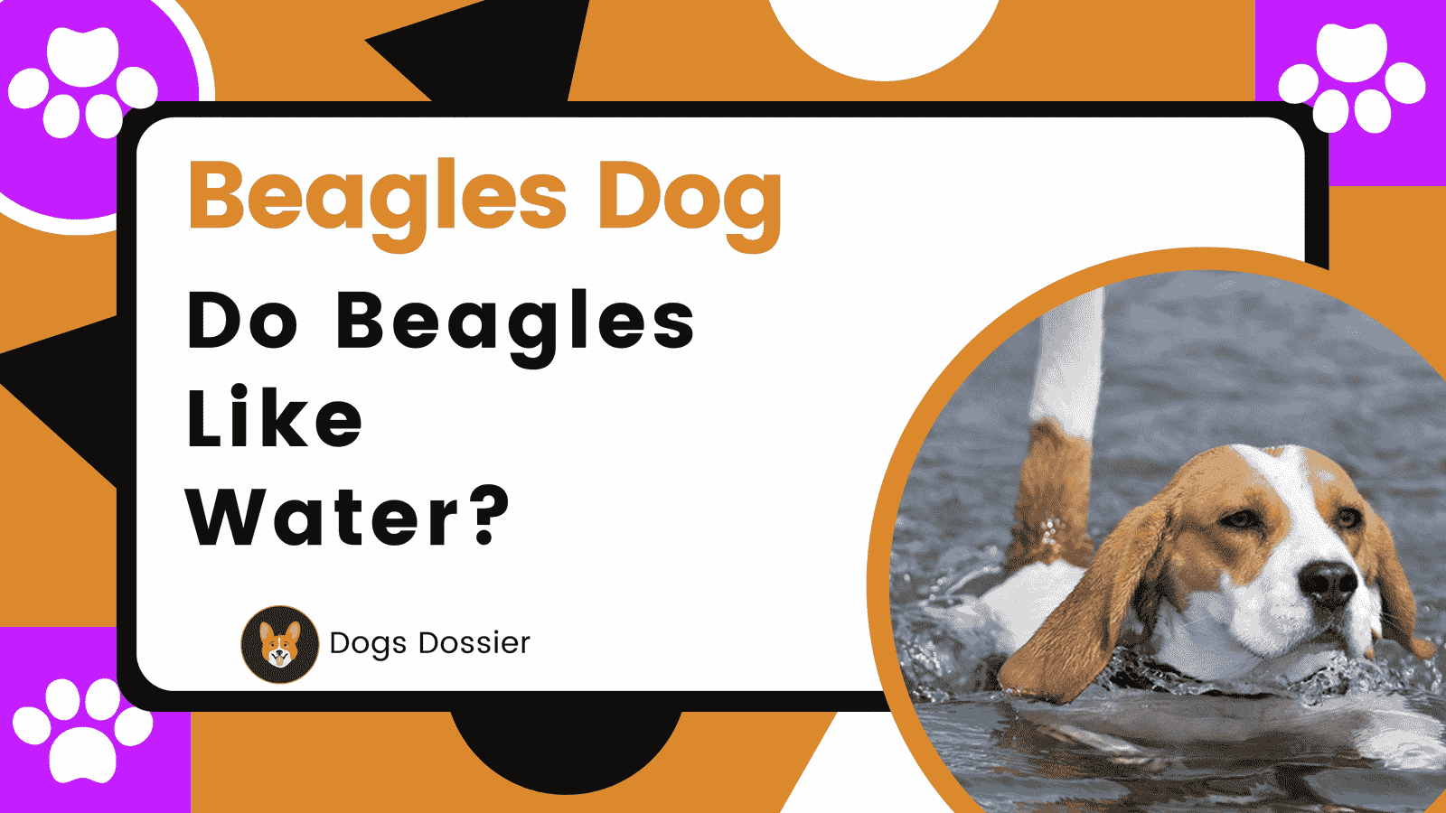 Do Beagles Like Water? Unveiling the Mystery