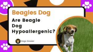 Are Beagle Dogs Hypoallergenic? Unveiling the Truth Behind Beagle Allergies