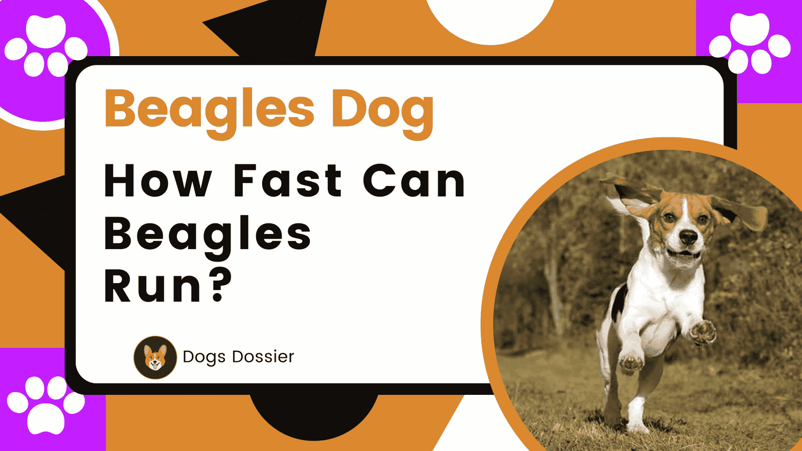 How Fast Can Beagles Run? Unveiling the Secrets 