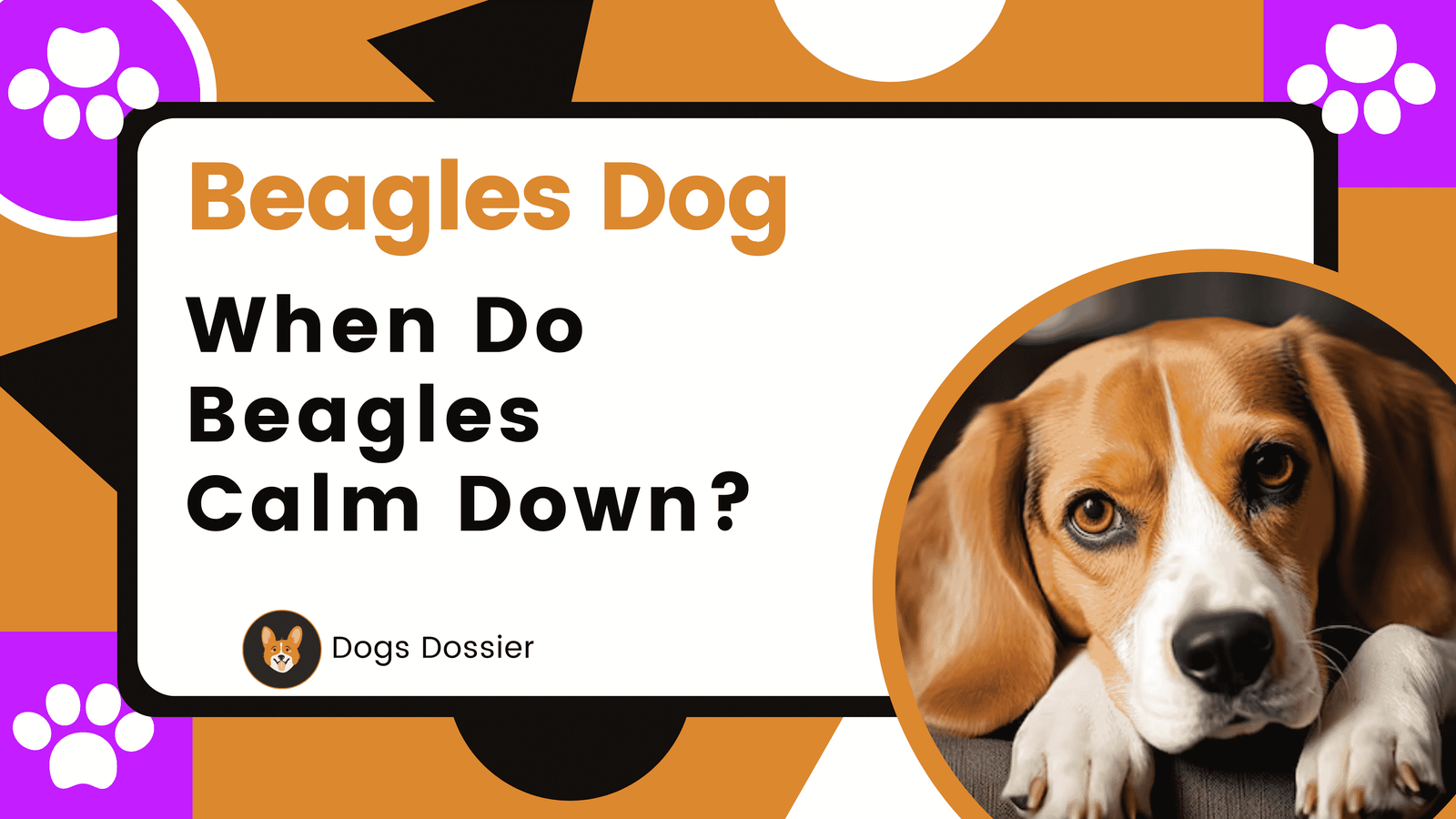 When Do Beagles Calm Down? A Ultimate Guide
