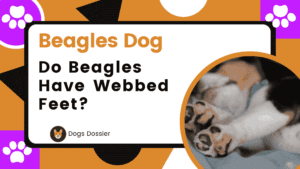 Do Beagles Have Webbed Feet? A Complete Guide