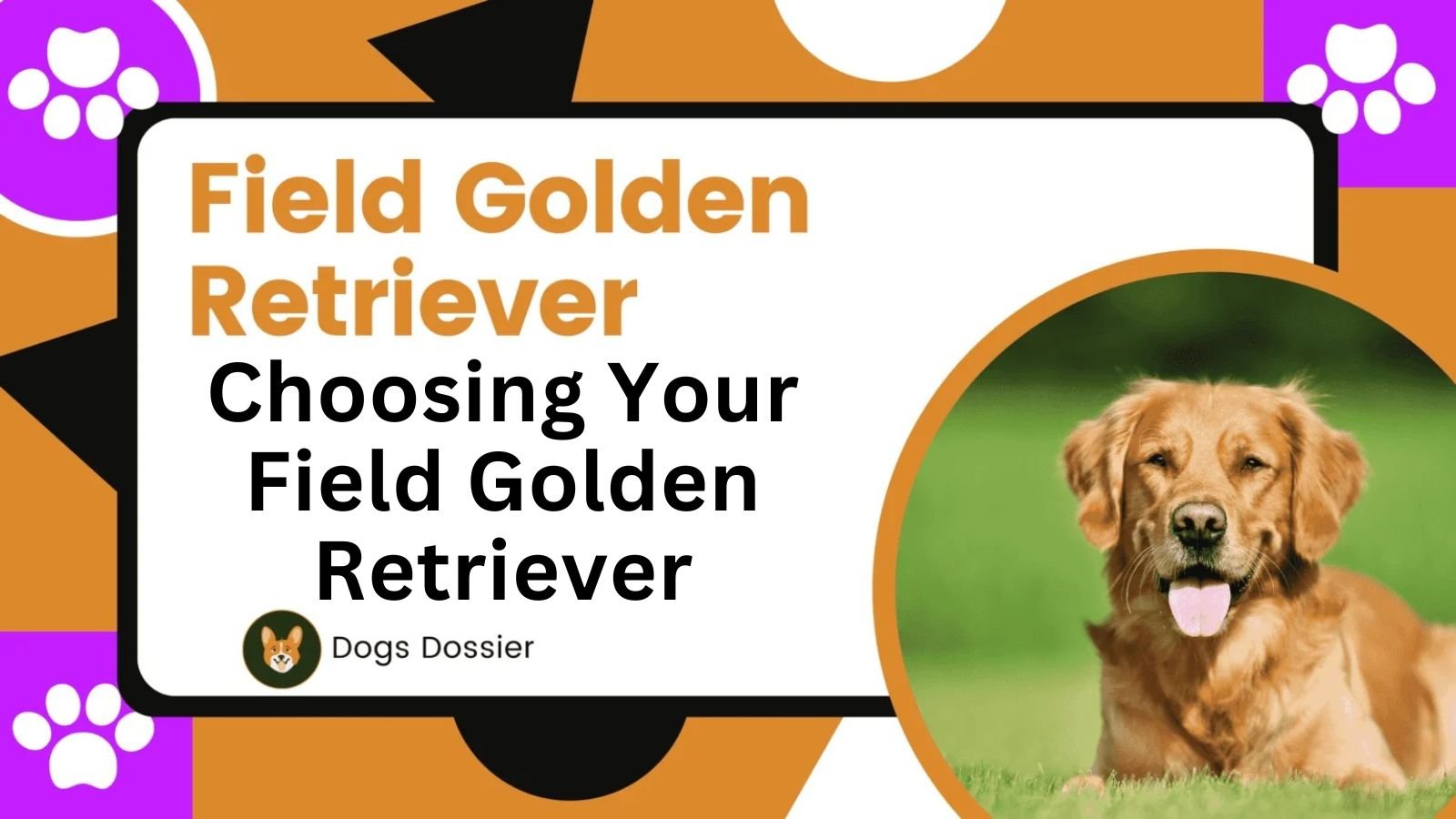 Choosing Your Field Golden Retriever