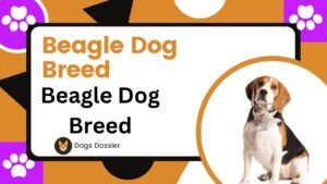 Beagle Dog Breed