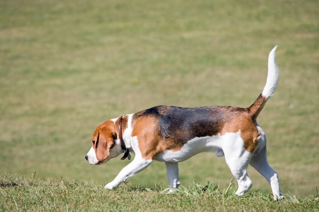 Beagles searching