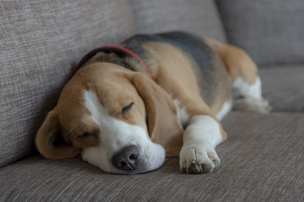 Do Beagles Sleep a Lot? Unravelling the Mystery