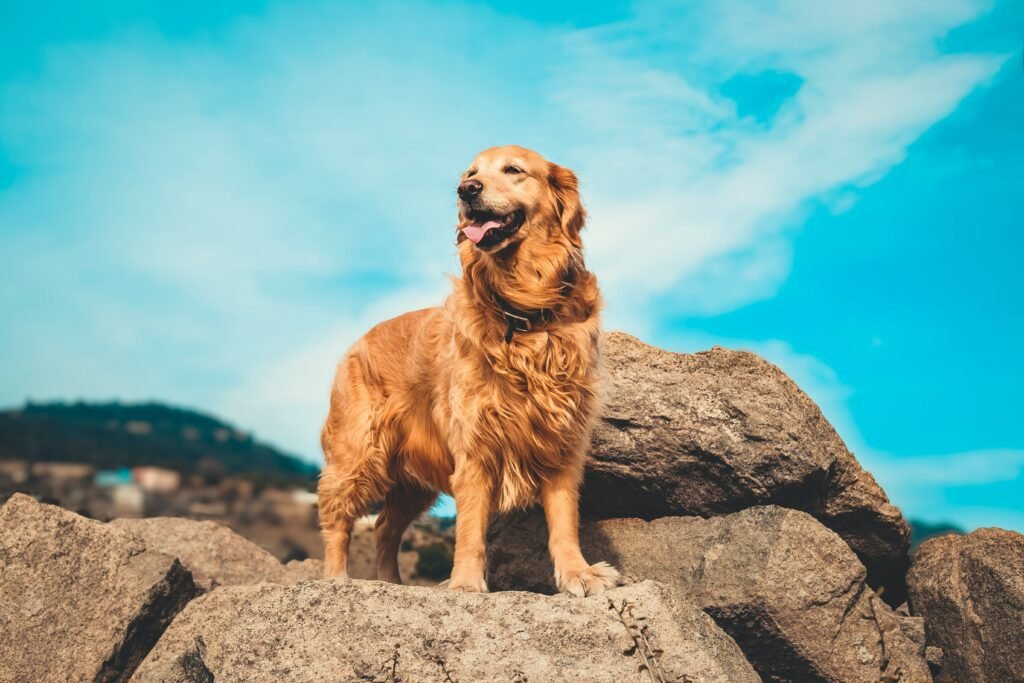 Golden Retriever 