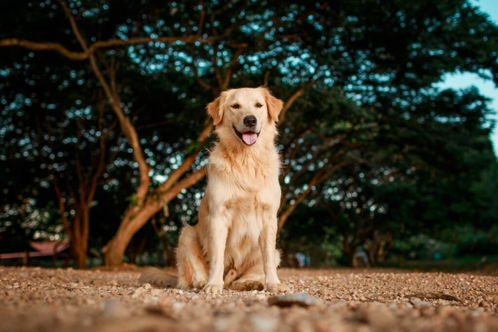 Golden Retriever 