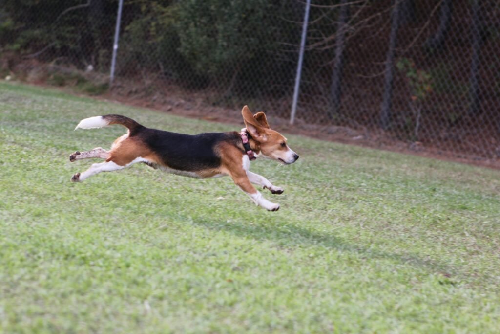Beagle Hunting