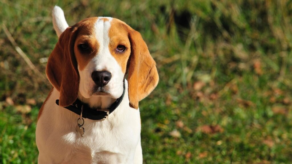 Why Do Beagles Turn White?