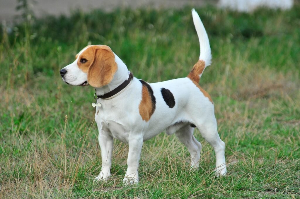 Beagles height