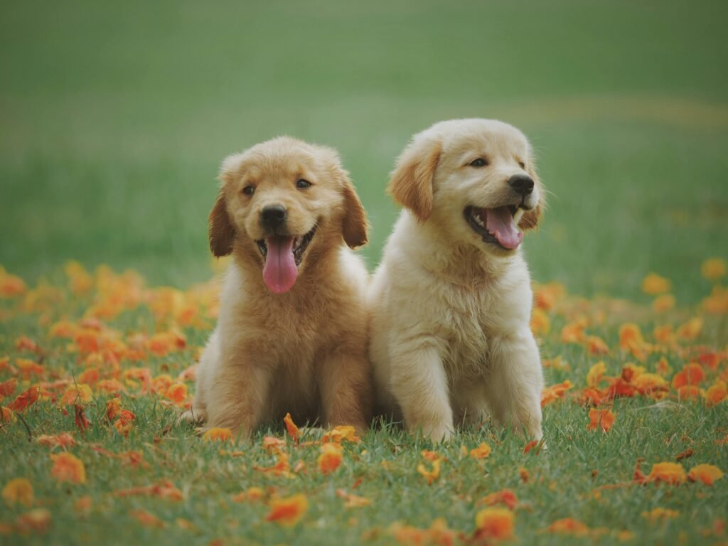 Golden Retriever Puppy Mastery: Your Furry Best Friend Guide