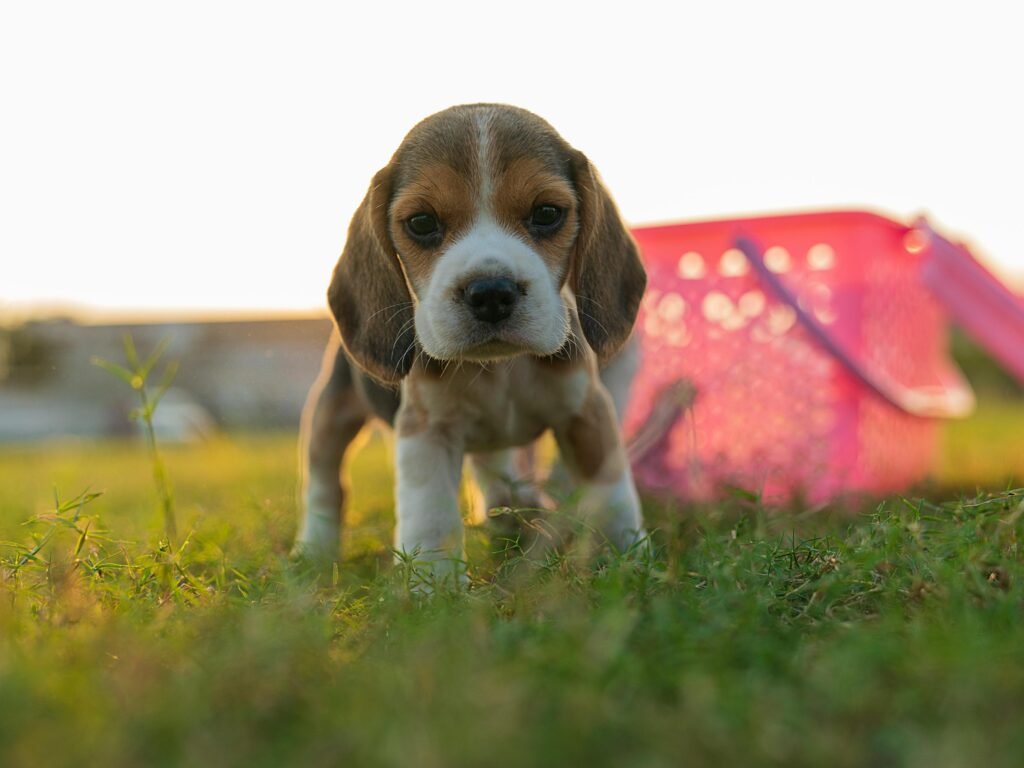 Beagle