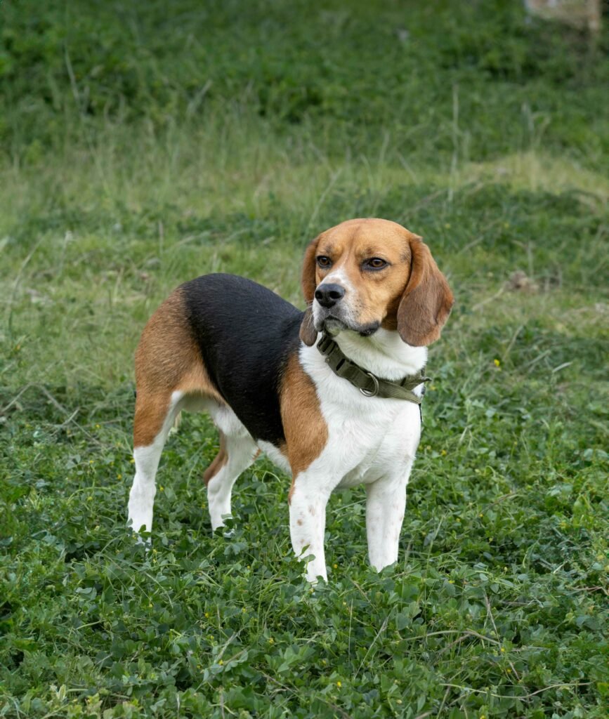 Beagles Height