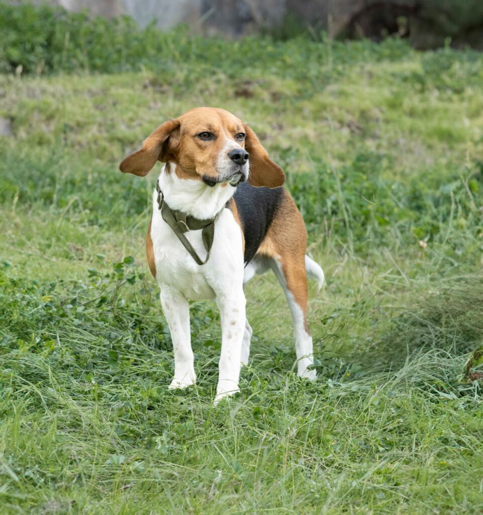 Bigger Beagle