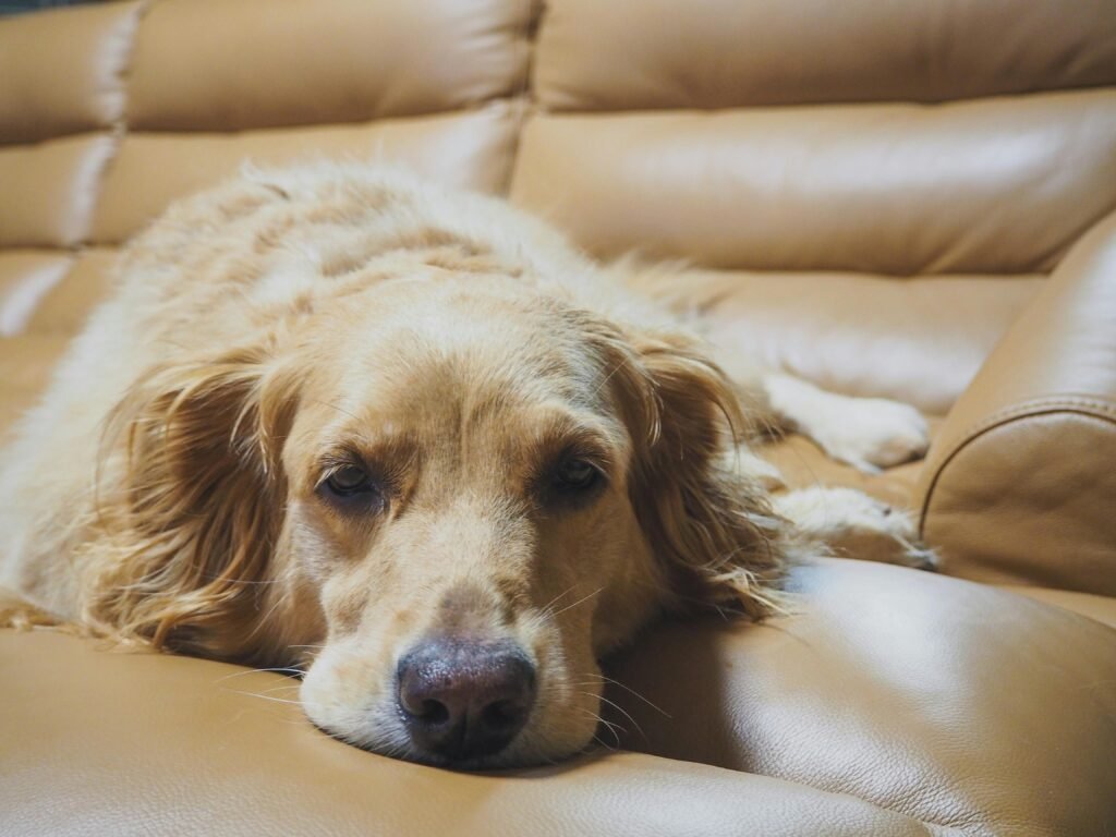 Can a Golden Retriever Live in an Apartment?