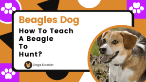 How to Teach a Beagle to Hunt? Complete Guide