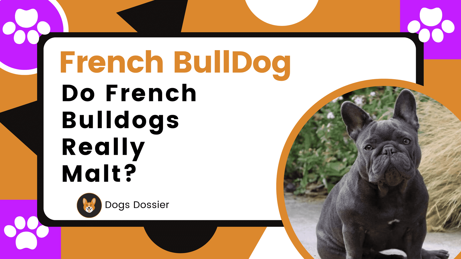 Do French Bulldogs Really Malt? The Truth Unveiled