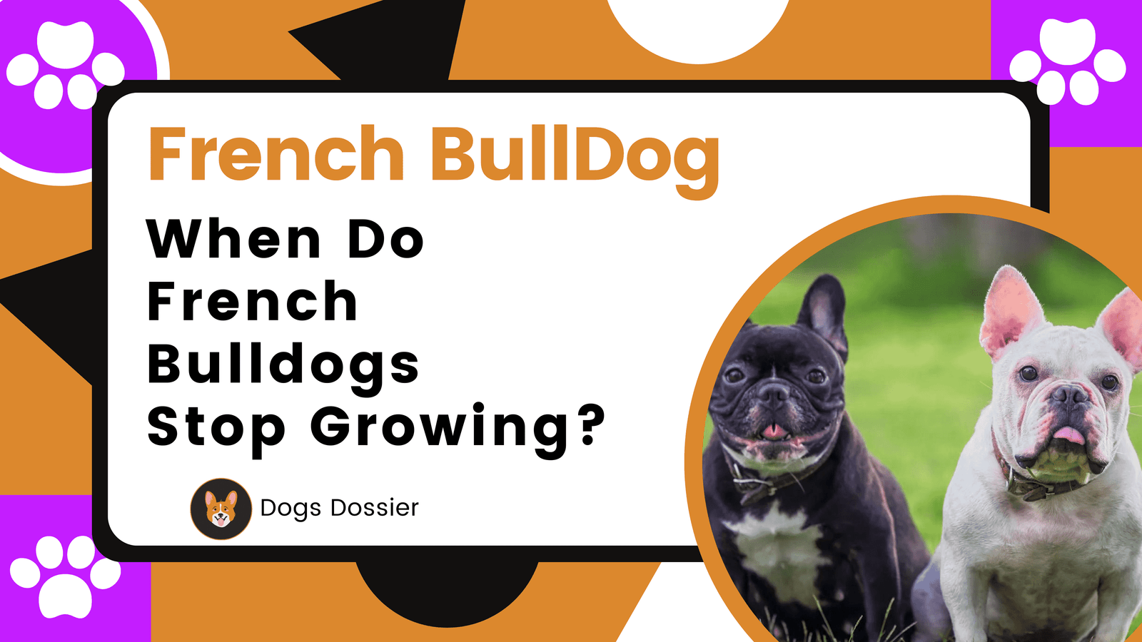 When Do French Bulldogs Stop Growing? 