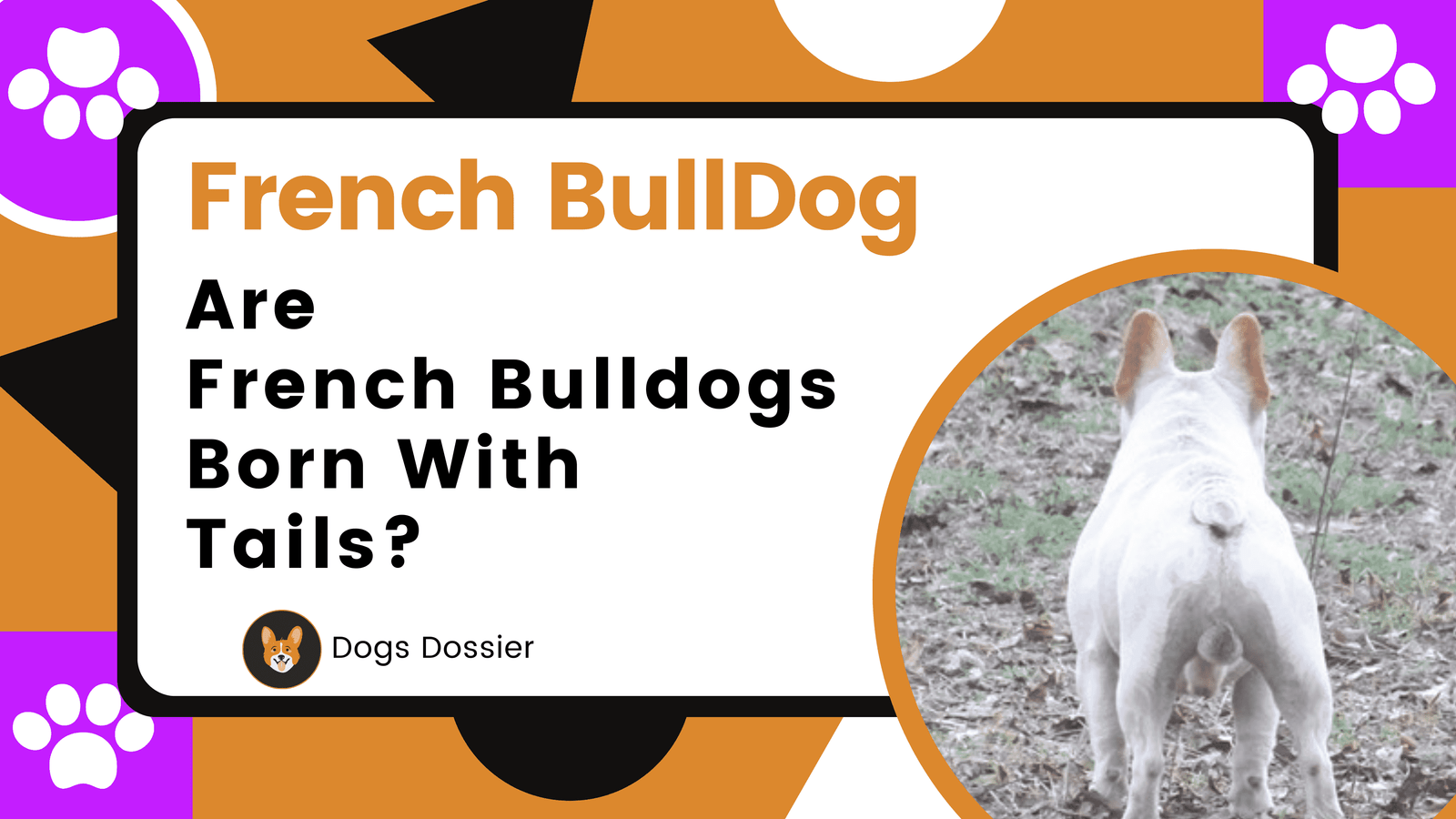 Are French Bulldogs Born with Tails? Complete Guide
