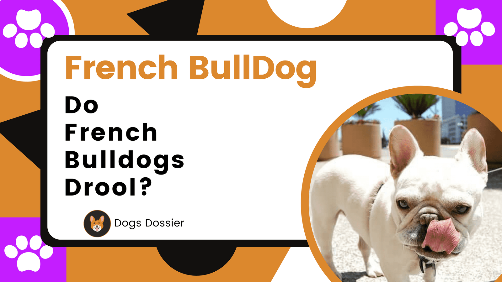 Do French Bulldogs Drool ? Causes and Management