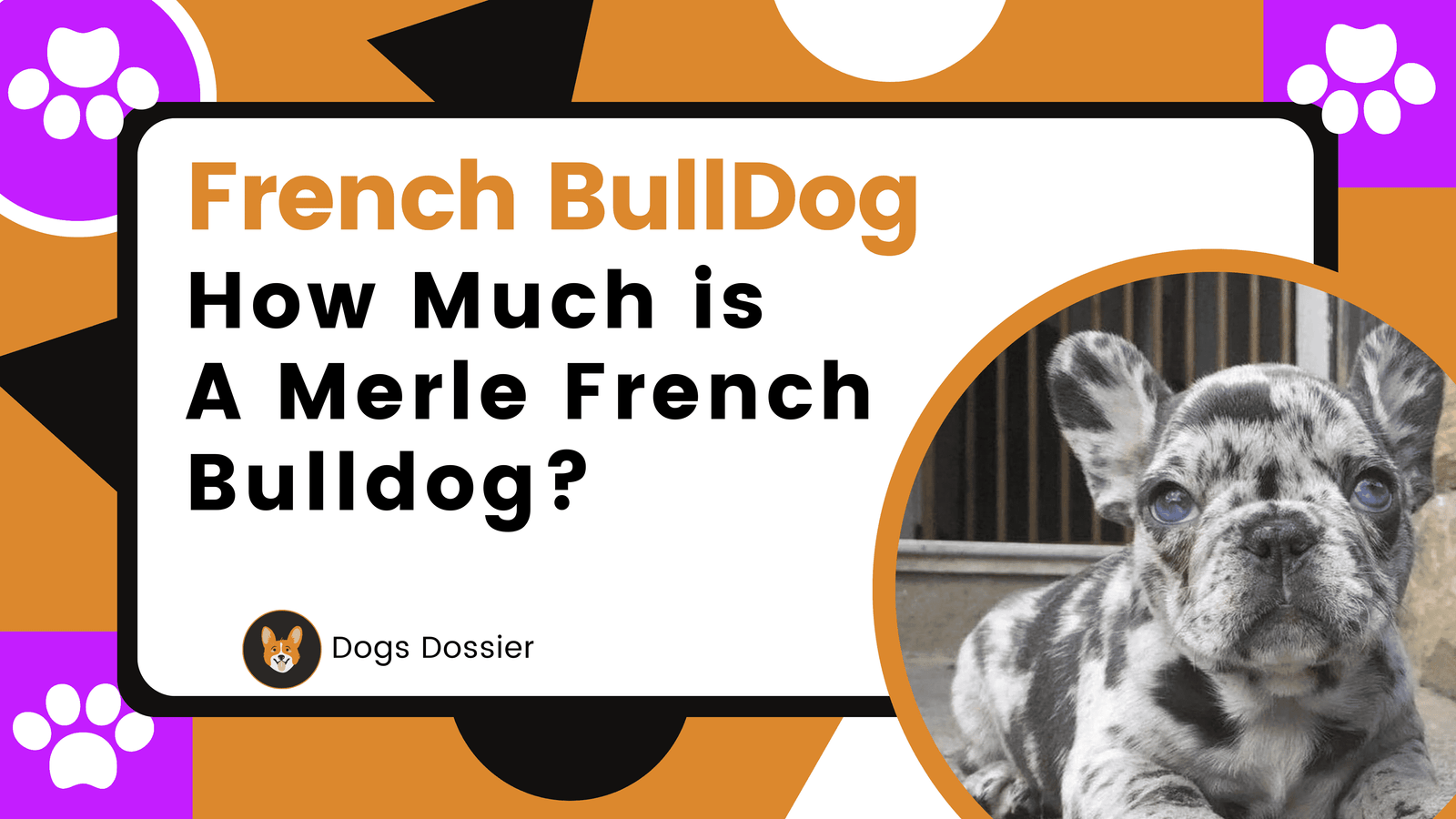 How Much is a Merle French Bulldog?