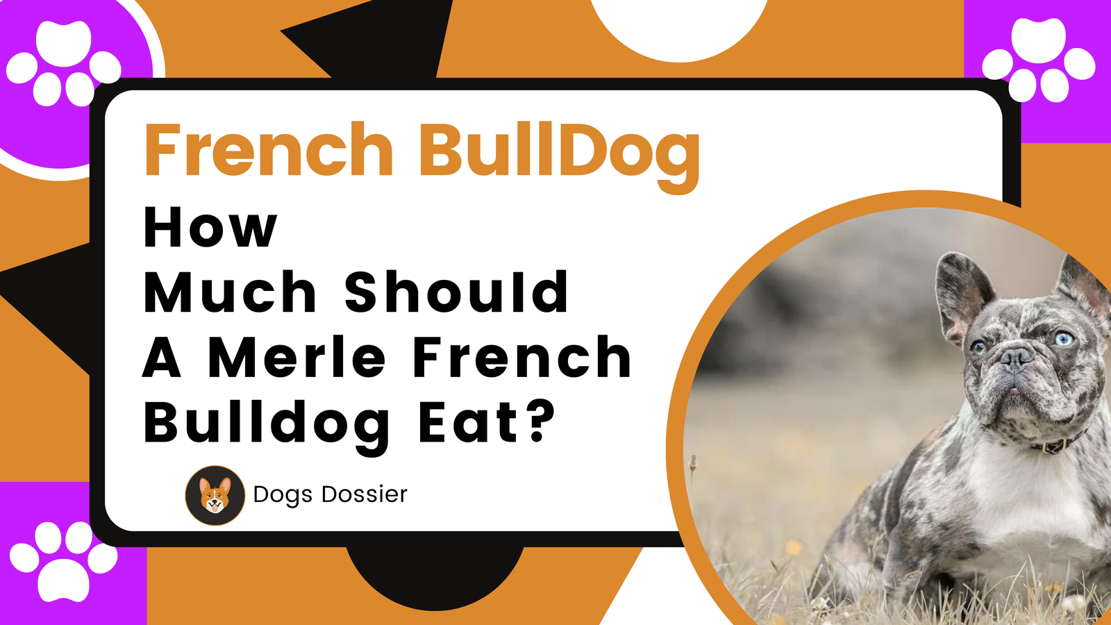 How much should a Merle French Bulldog Eat?