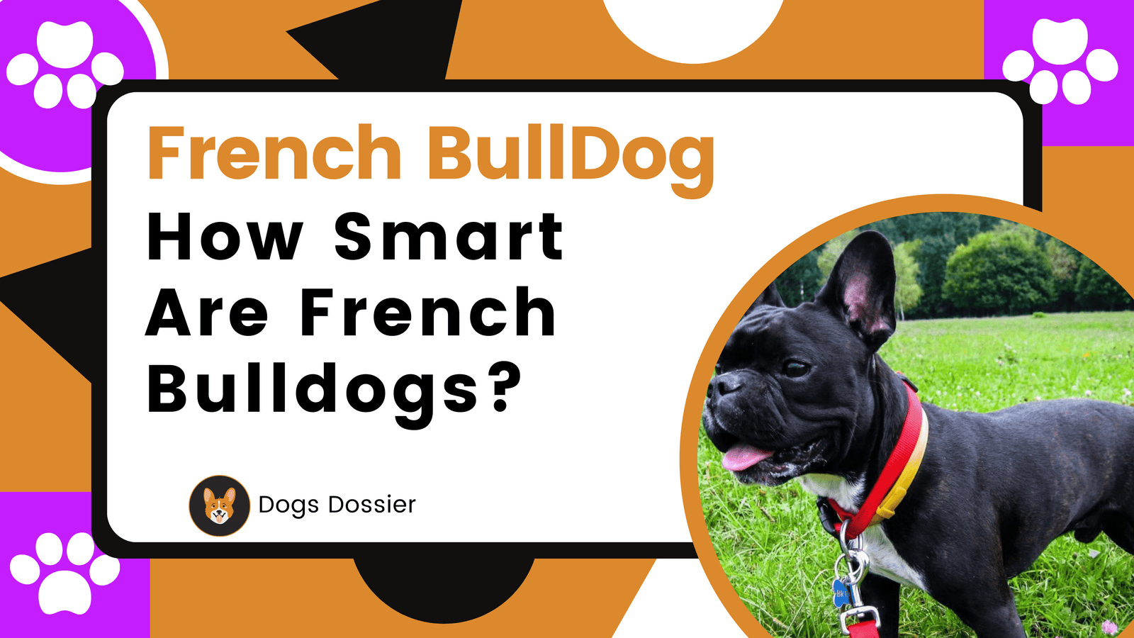 How Smart Are French Bulldogs? All Things You need to Know