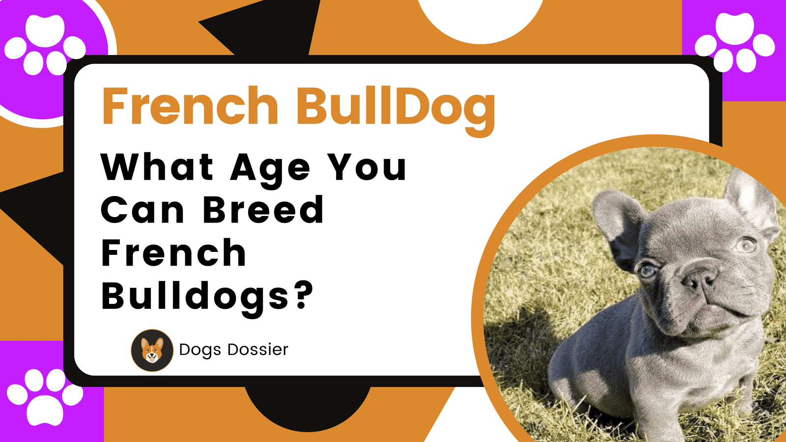 What Age Can You Breed a French Bulldog ?