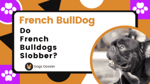 Do French Bulldogs Slobber? A Complete Guide