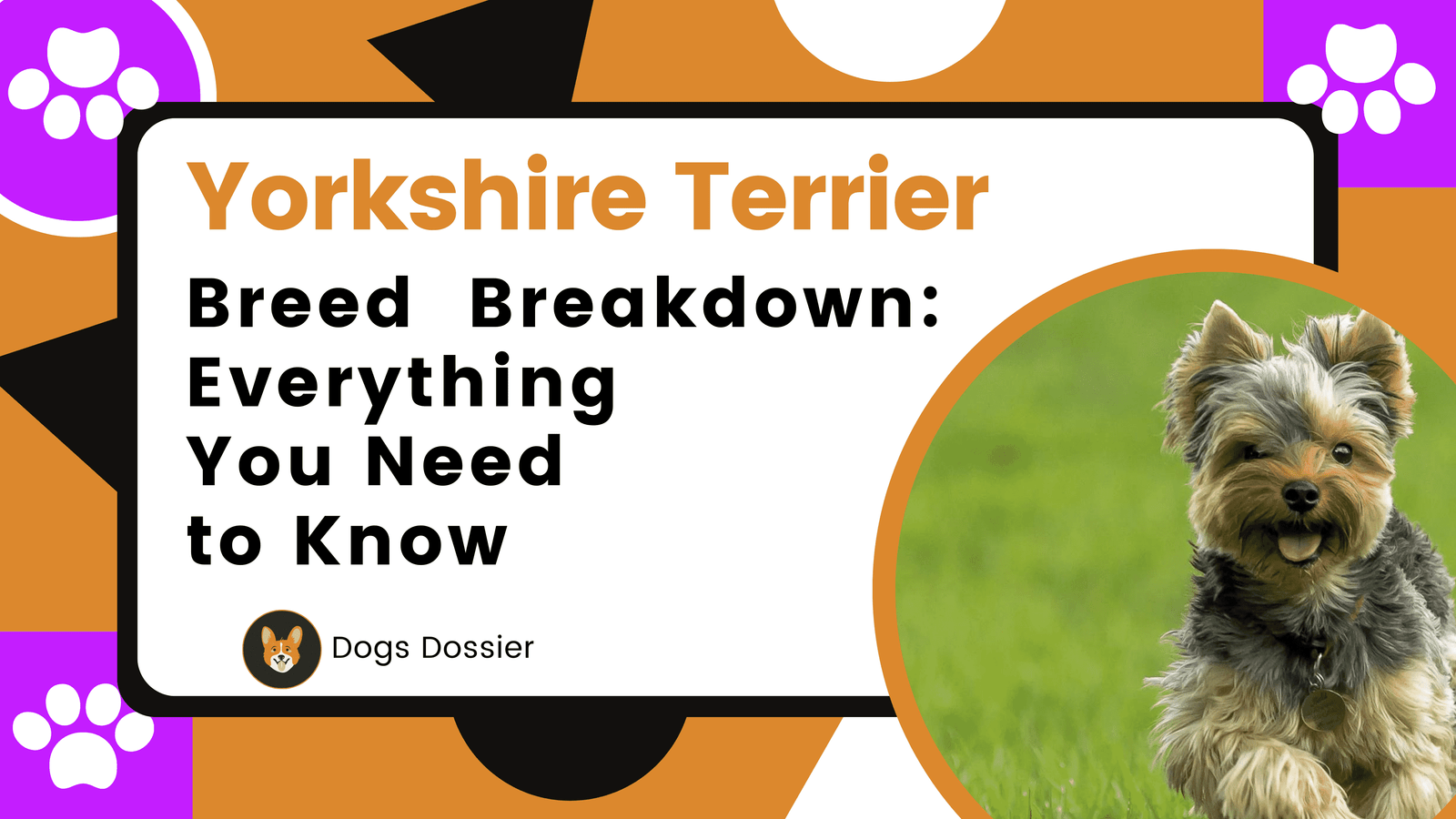 Yorkshire Terrier Breed Breakdown: Everything You Need to Know